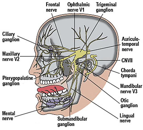 trigeminal.jpg